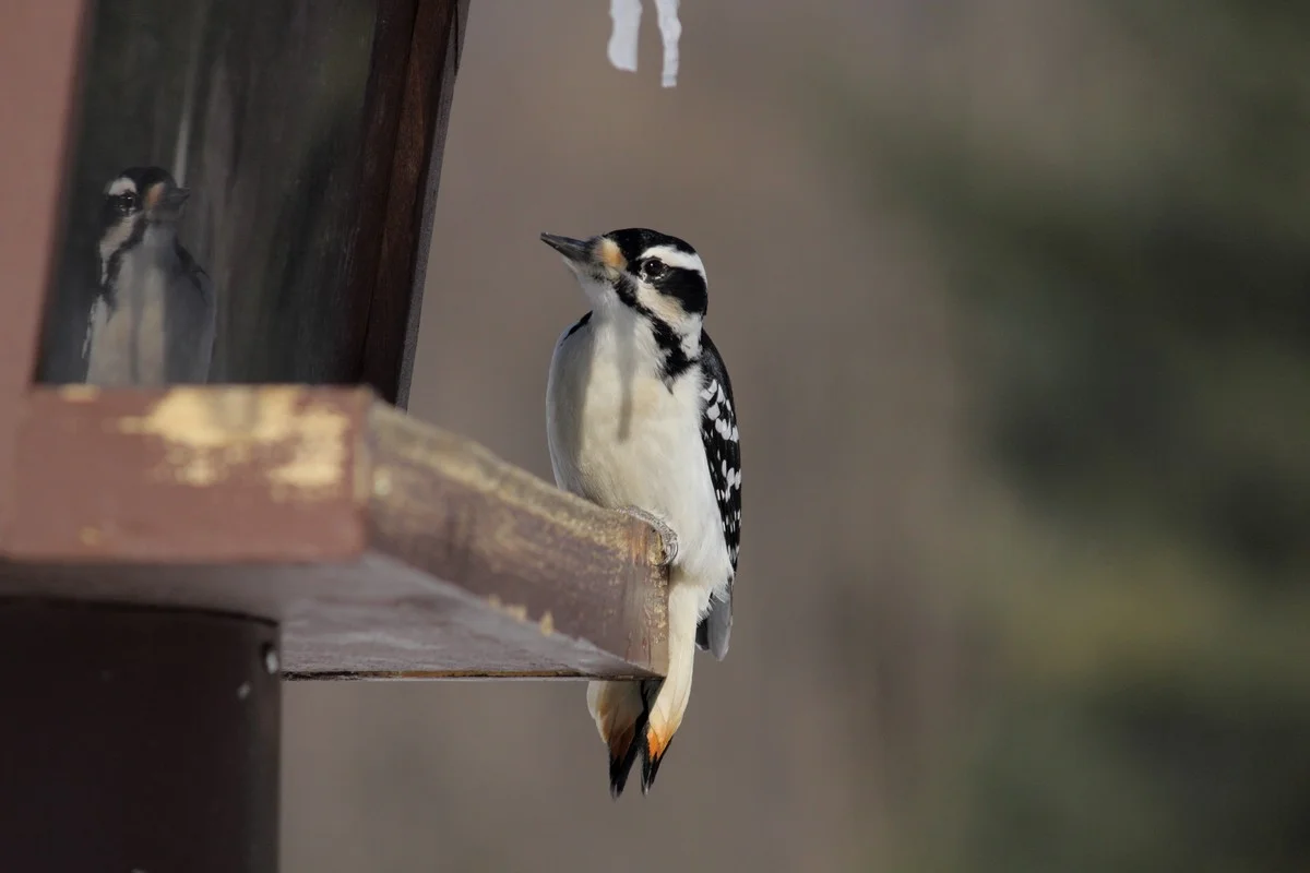 Downy Woodpecker