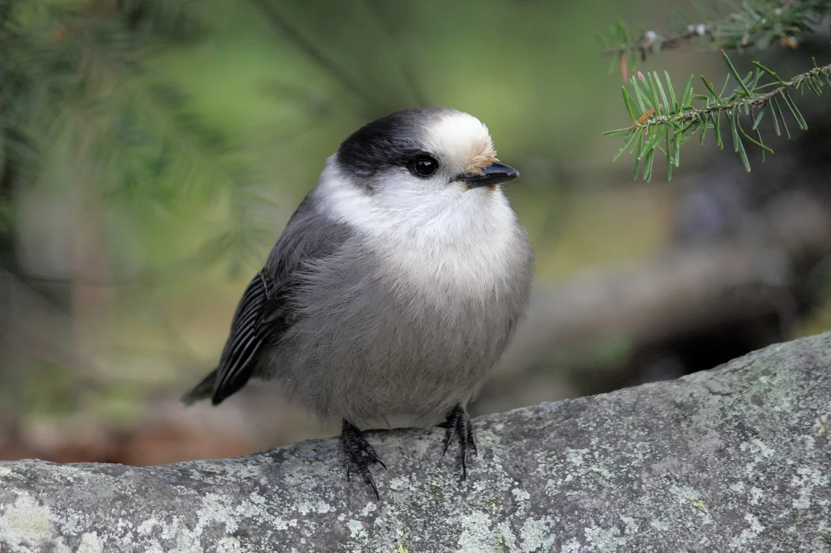 Gray Jay