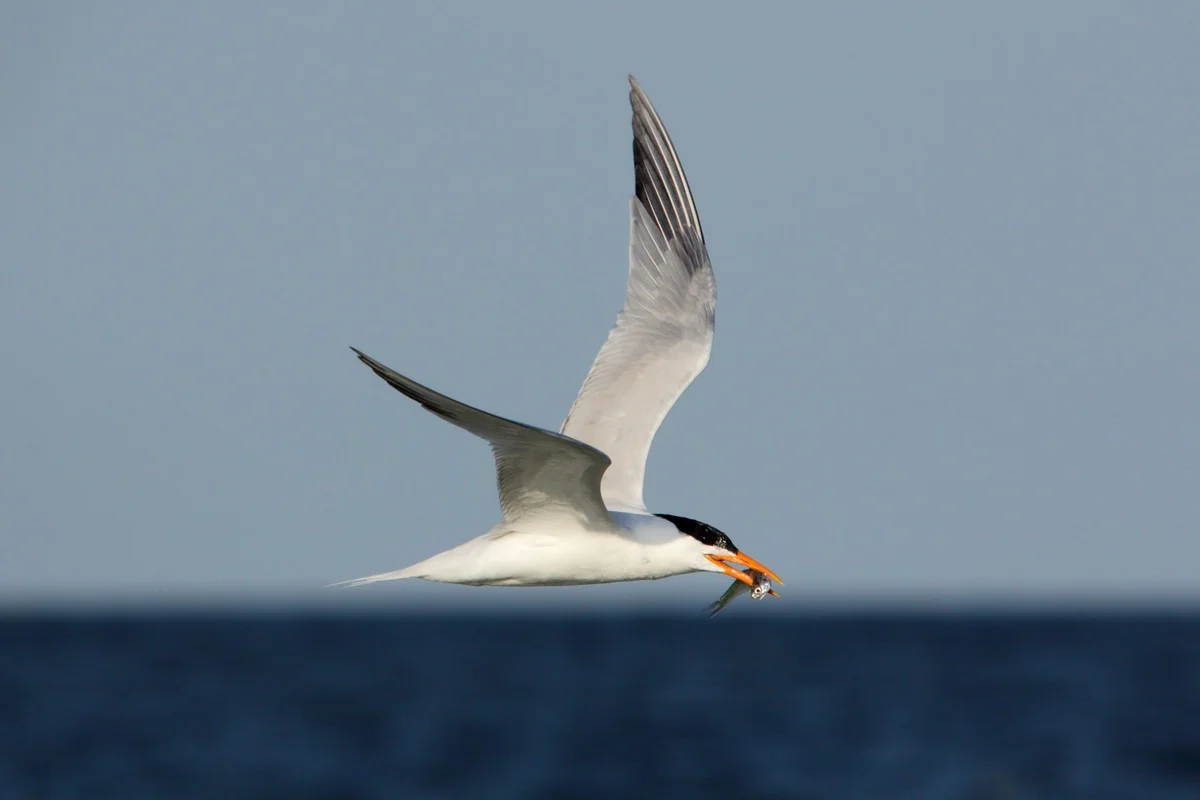 Royal Tern