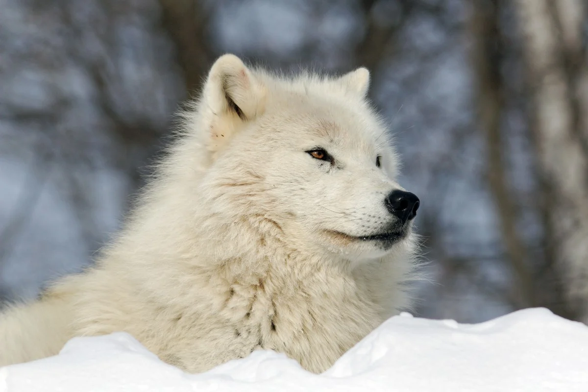 Arctic Wolf