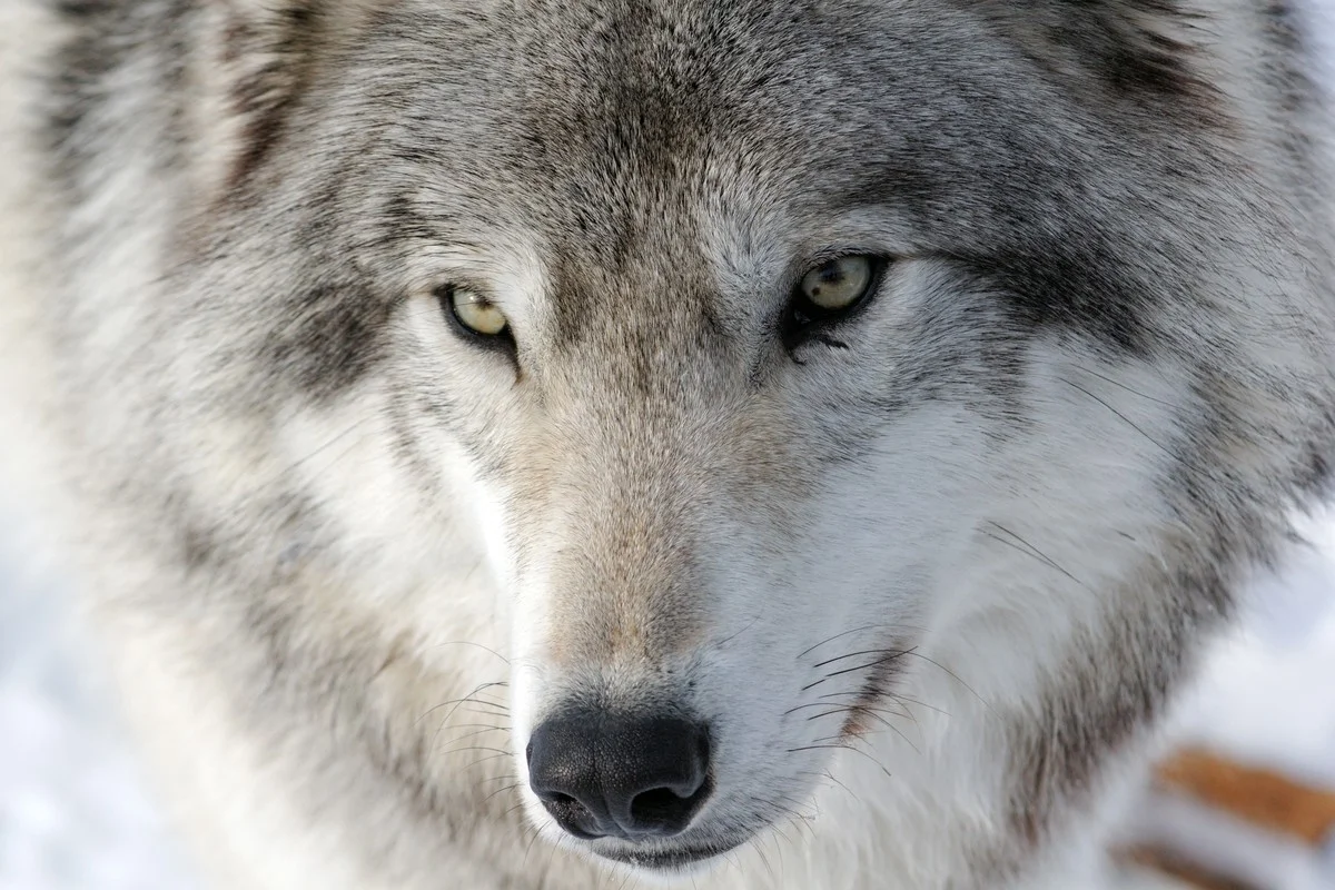 Timber Wolf