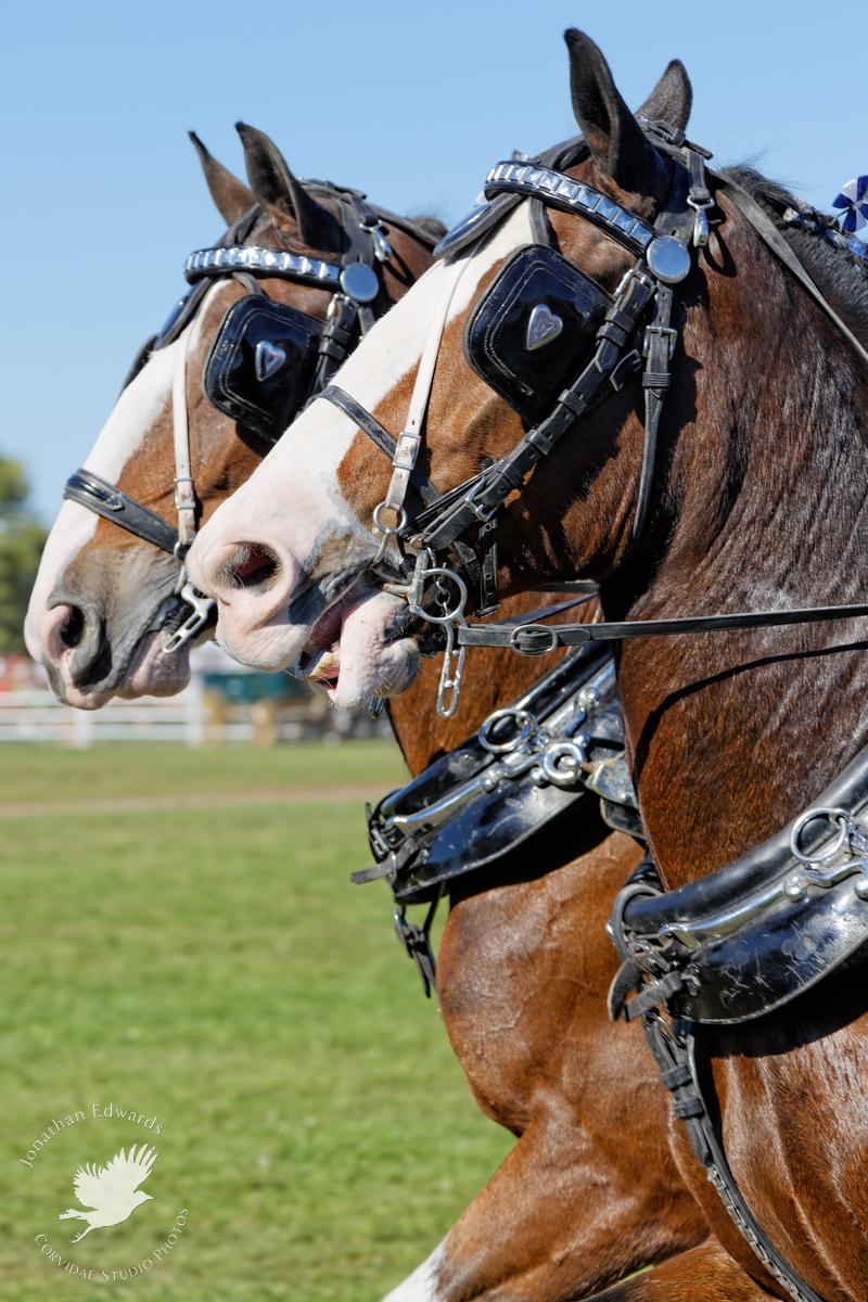 Clydesdales