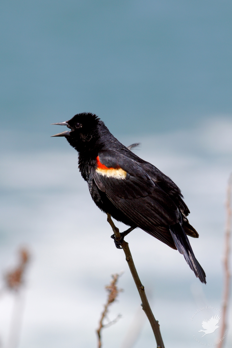 Red winged blackbird