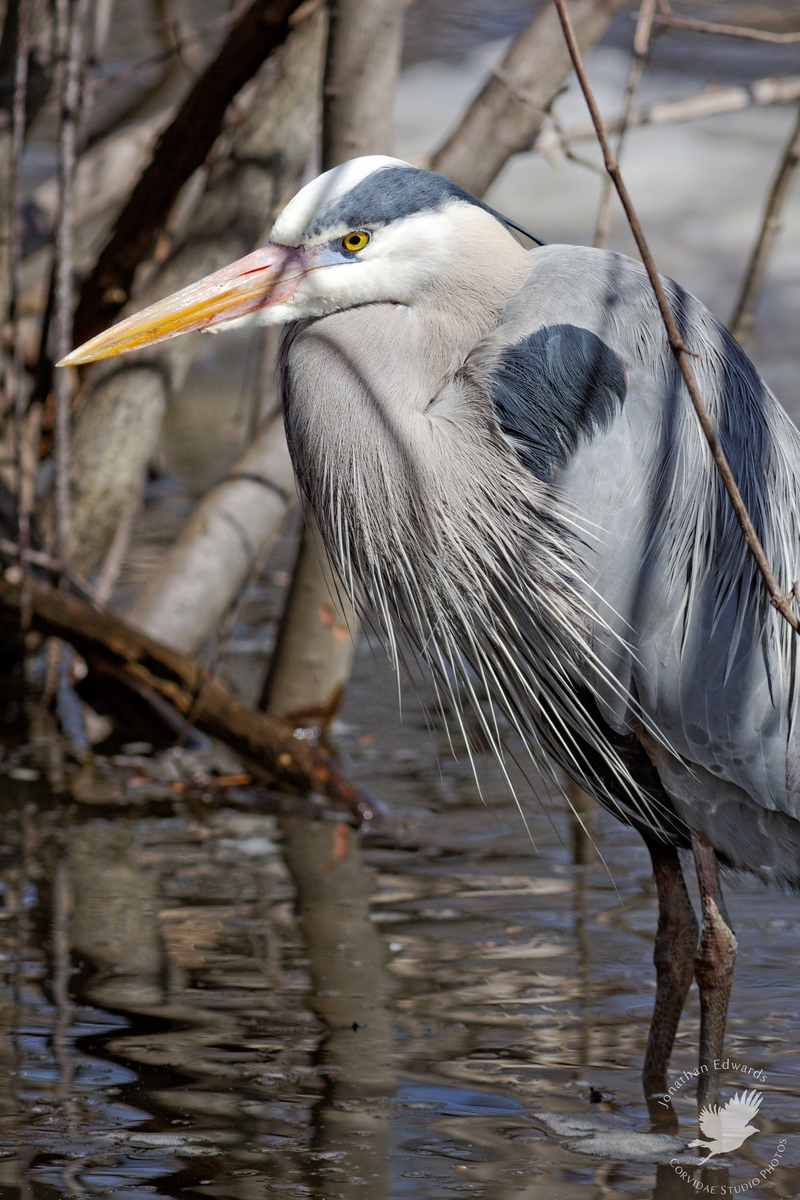 Great Blue Heron