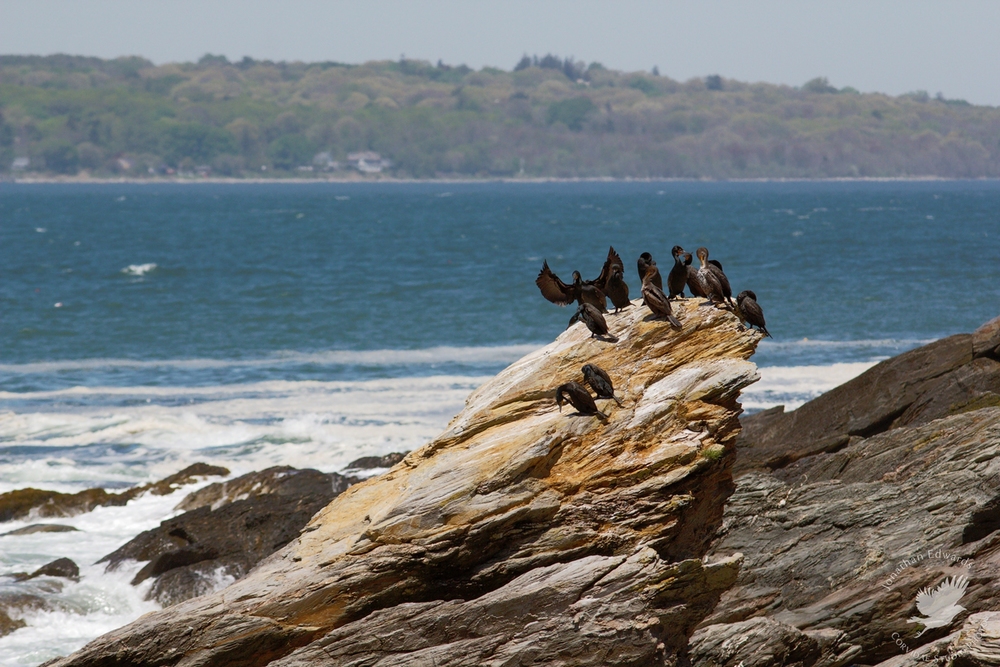 Cormorants sunning