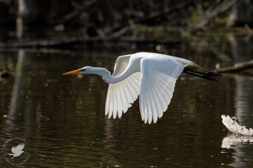 Great White Egret