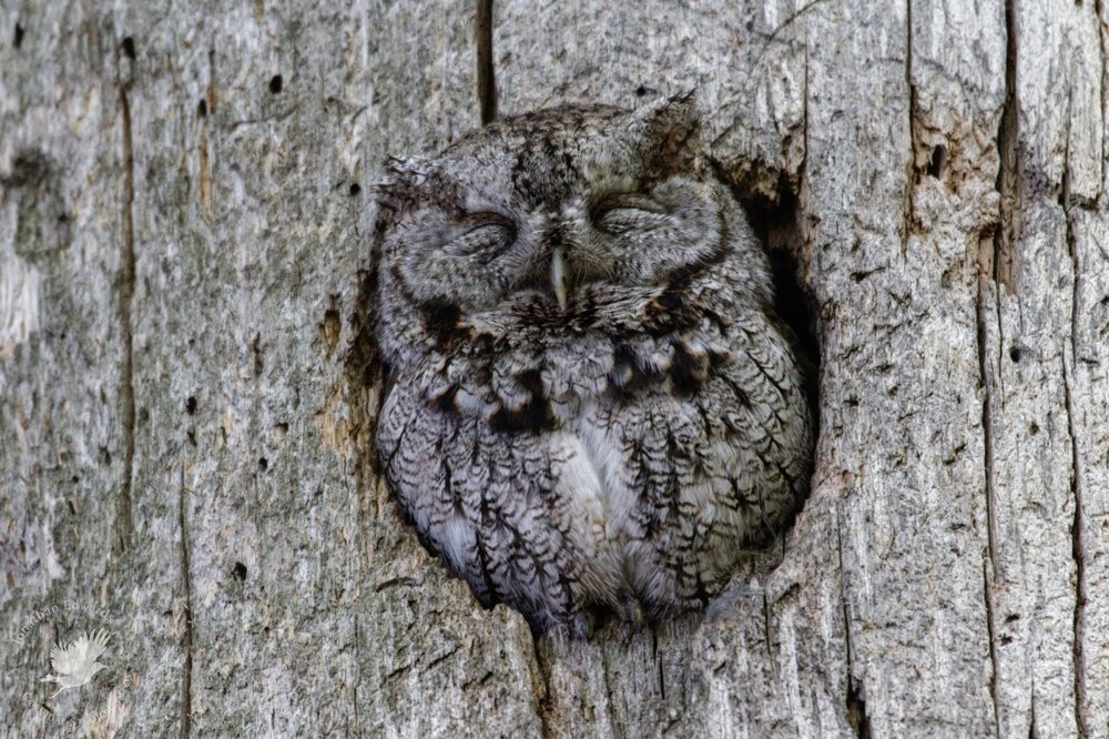 Sleepy owl