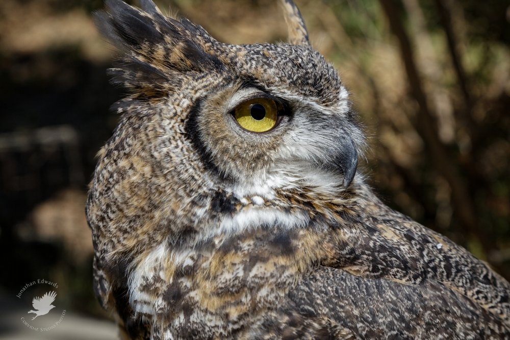 Great Horned Owl