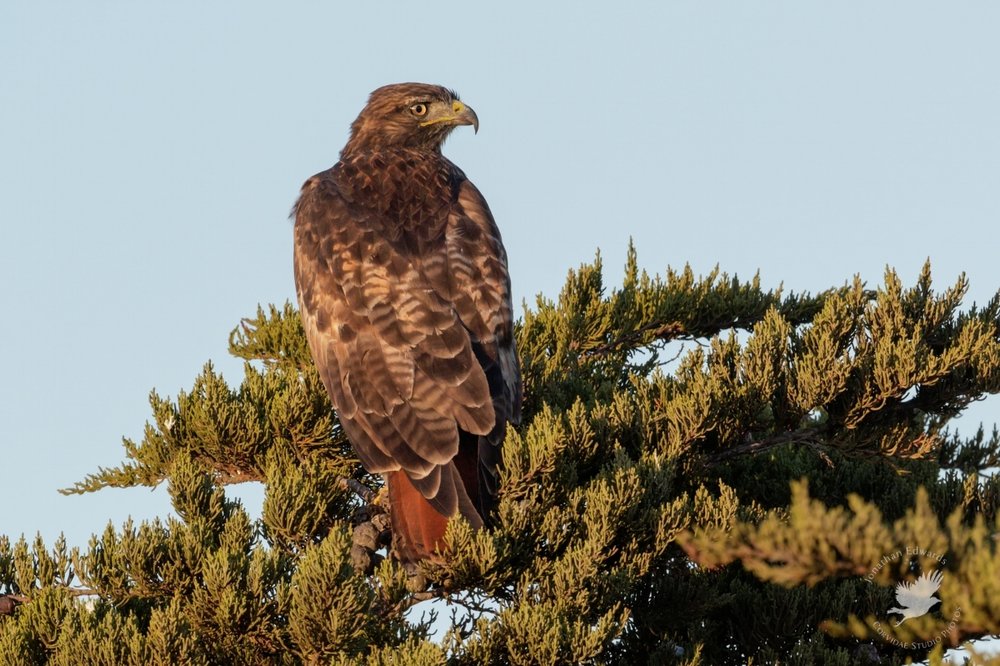 Golden Eagle