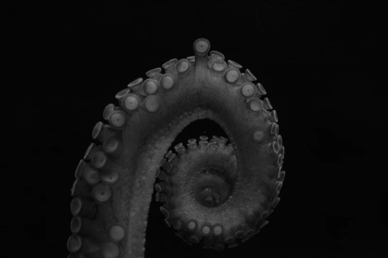 Octopus-arm4.jpg