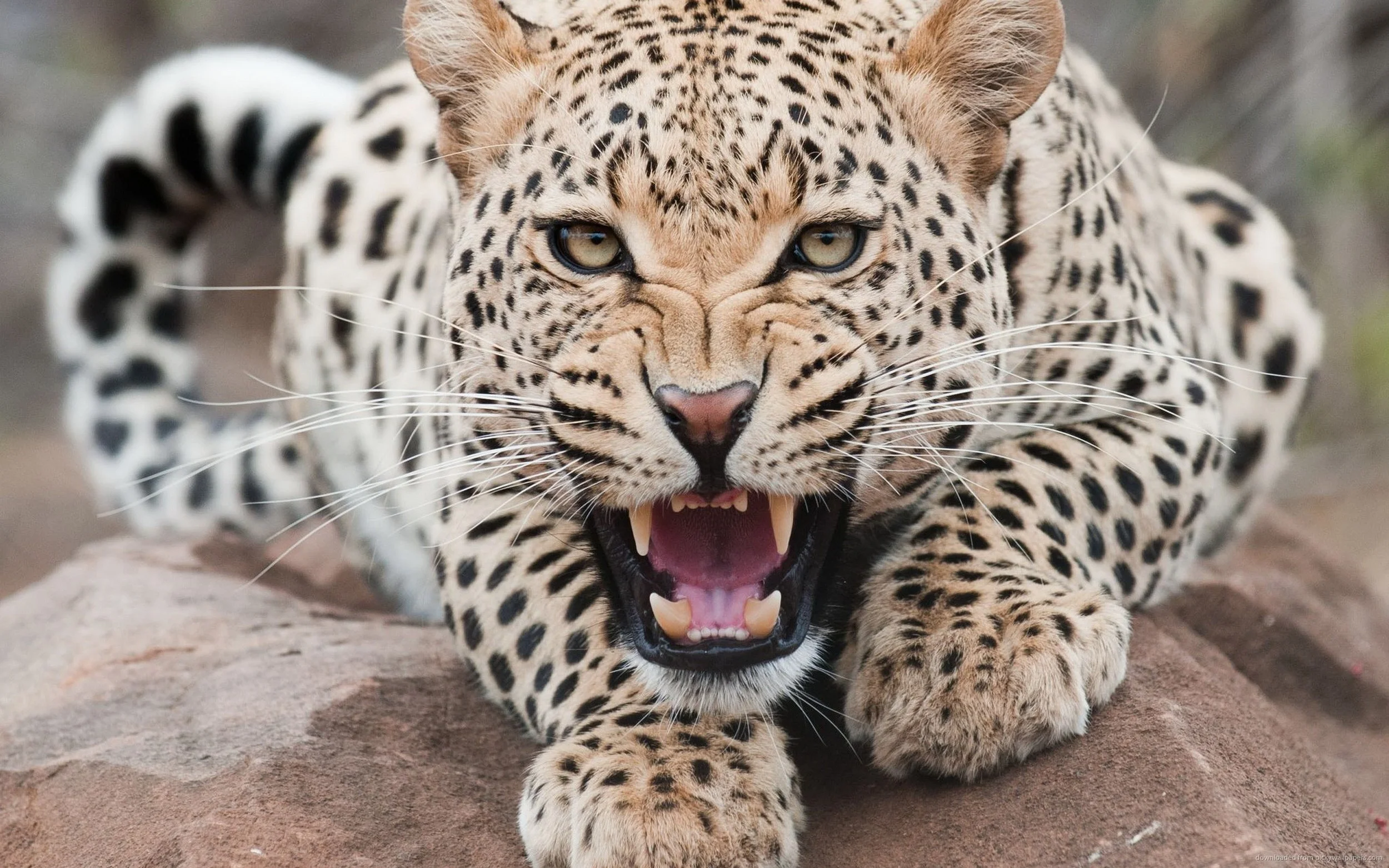 roaring-leopard.jpg
