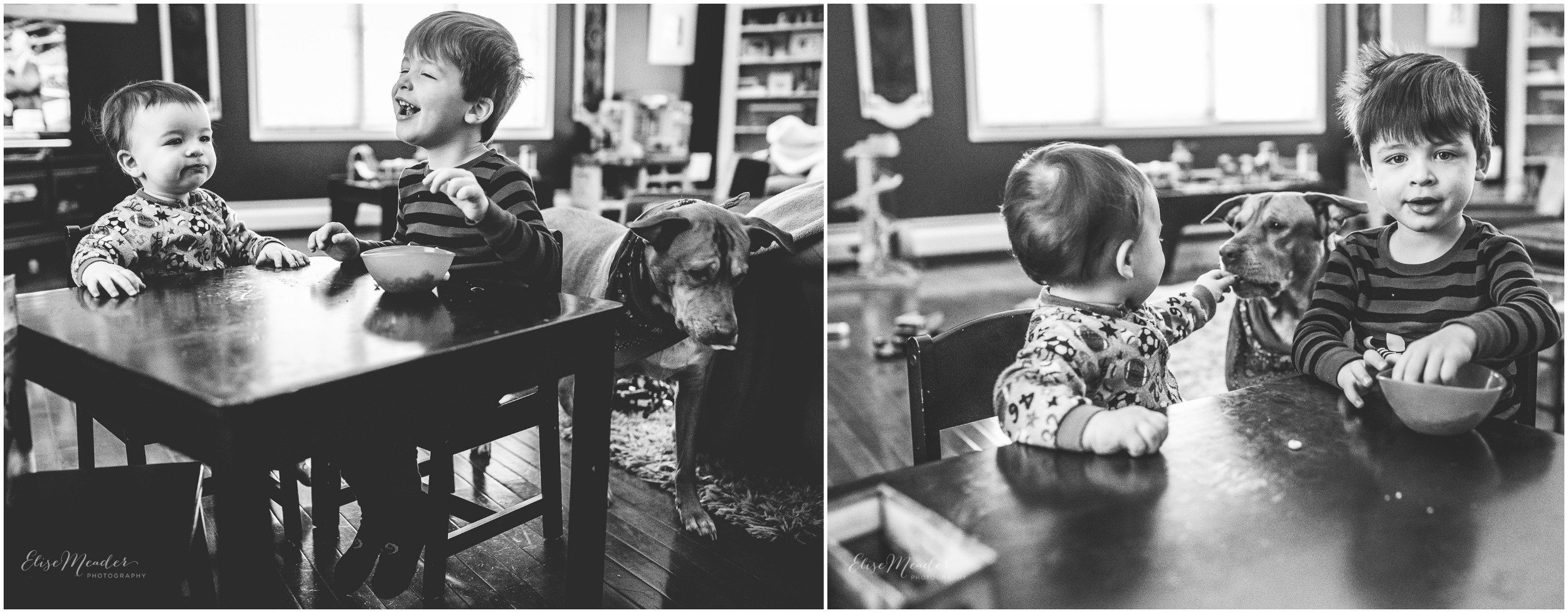 a little storytelling.. which was the theme at M4Hens project 52 this week. Kahlua is always trying to score some treats. She succeeds most of the times with these little dudes.