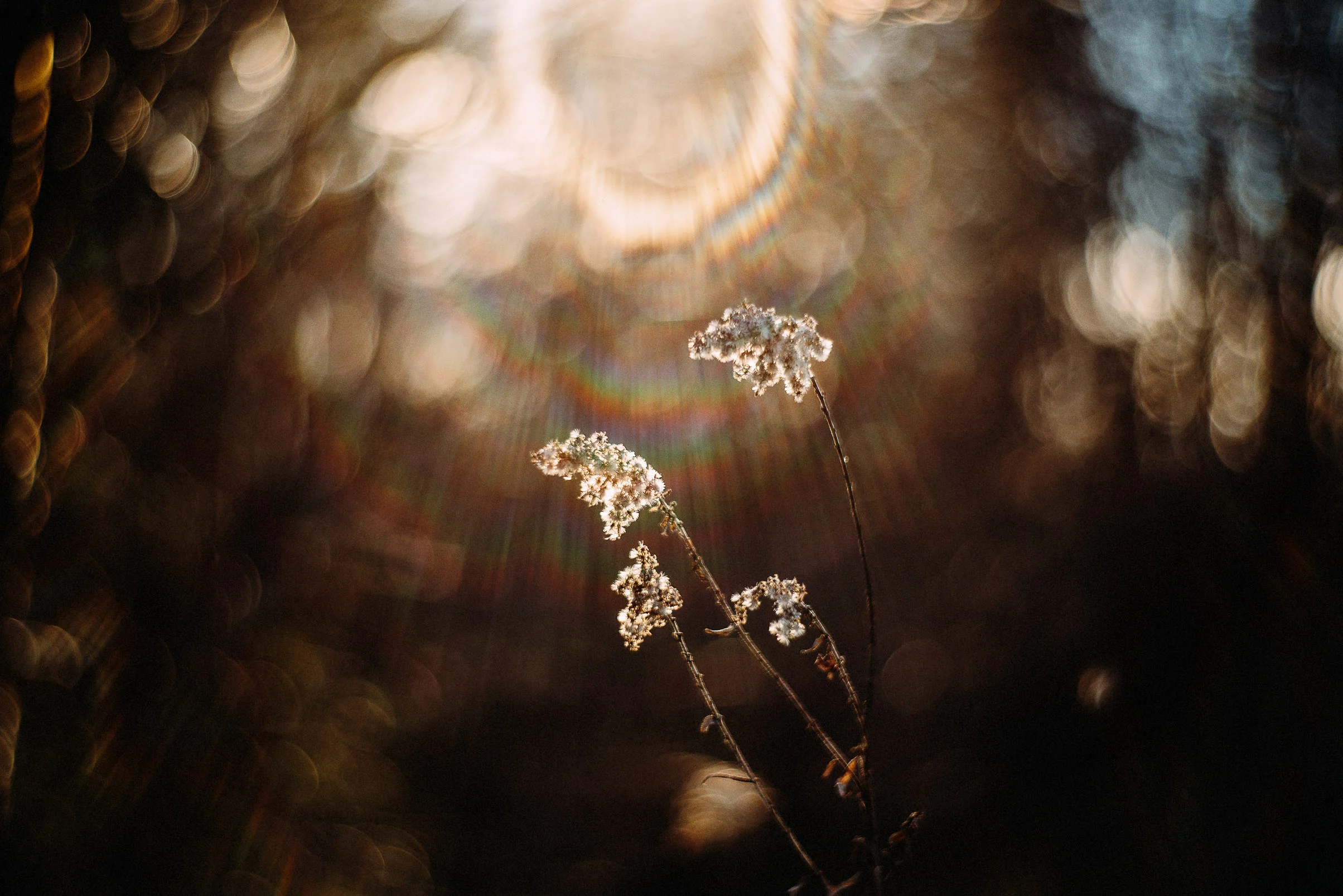 Why start a Project 365? | Month of January