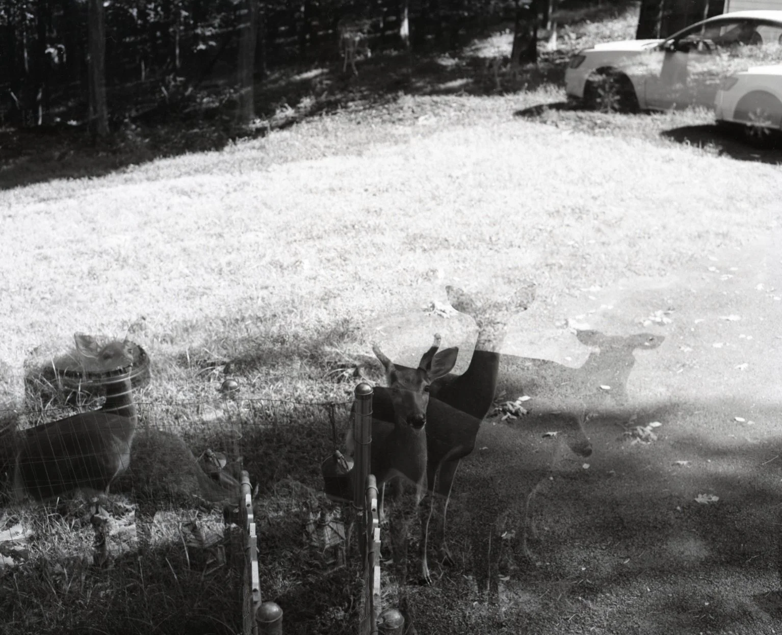 Black and white photo of three deer seen through a window with reflections of cars and trees outside.