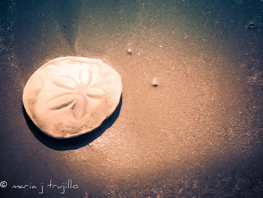 glitering sand dollar
