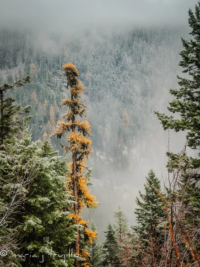 Fall and winter dance