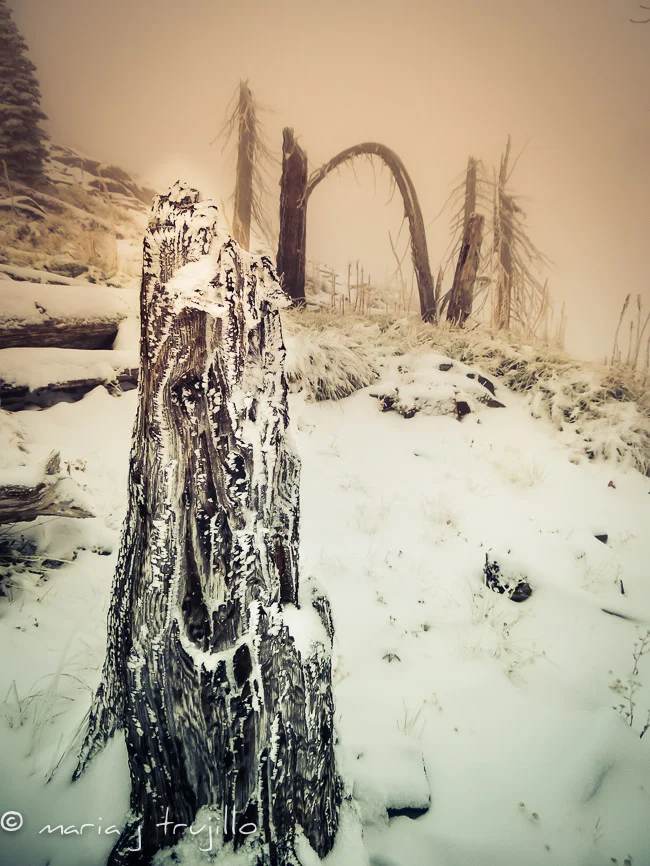 Winter promise