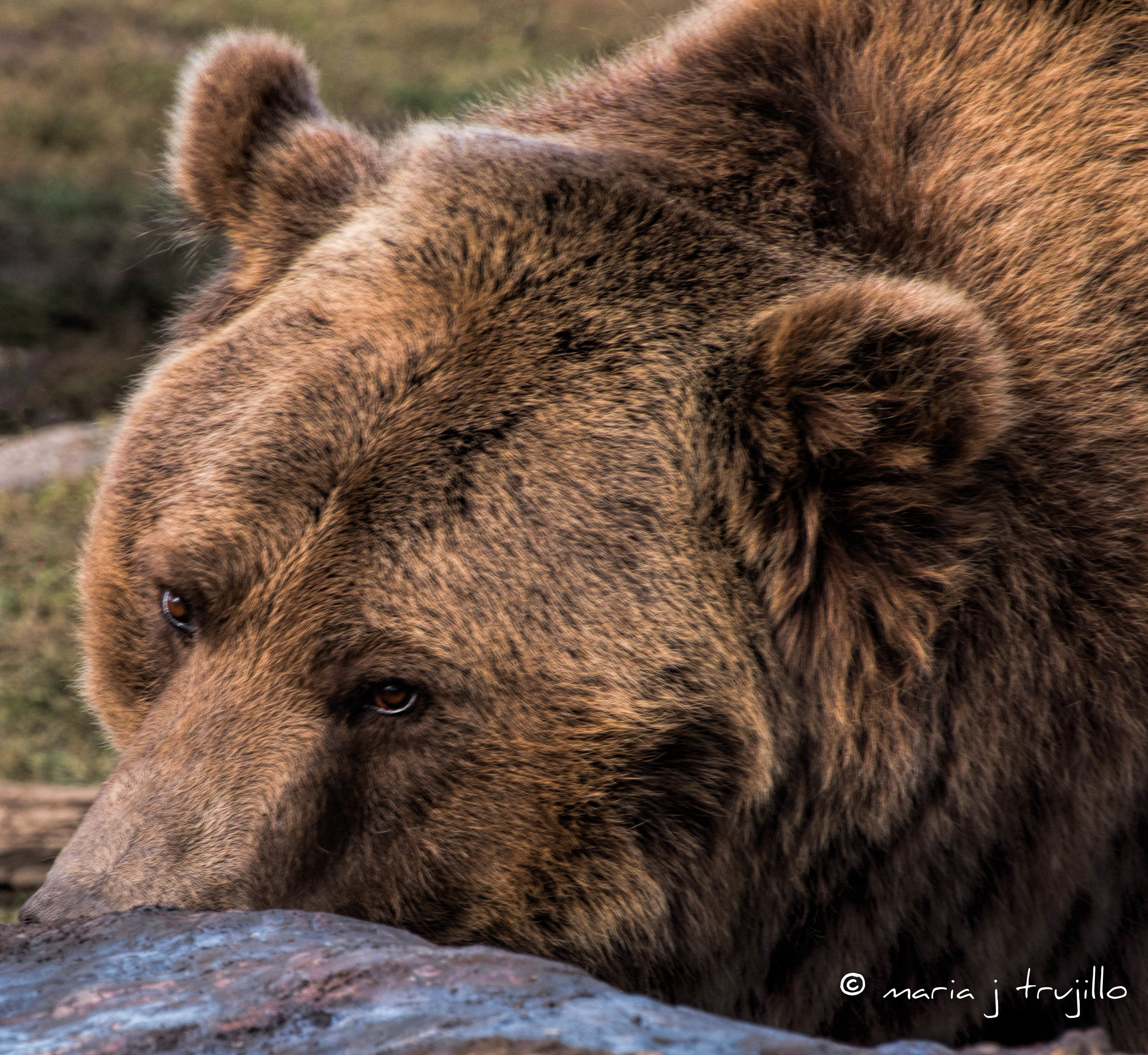 yellowstone-2.jpg