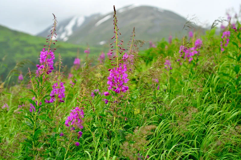 Photo source: http://mtpr.org/post/fireweed-colorful-reminder-change