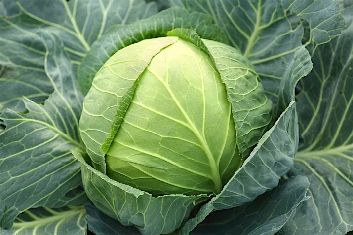 Cabbage2_0.jpg