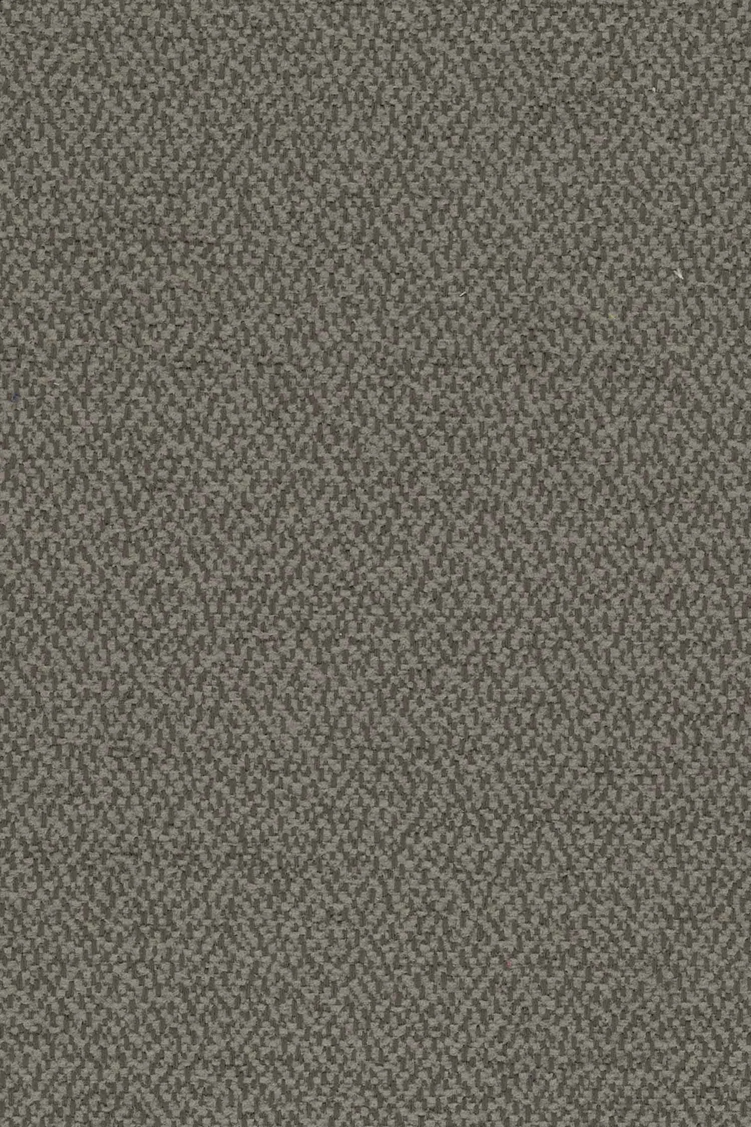 Ambrosia - Grey Wolf