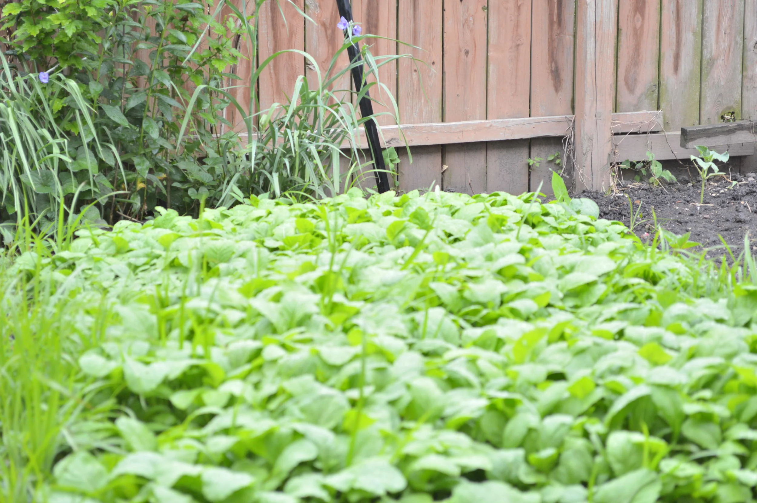 Looking for greener pastures