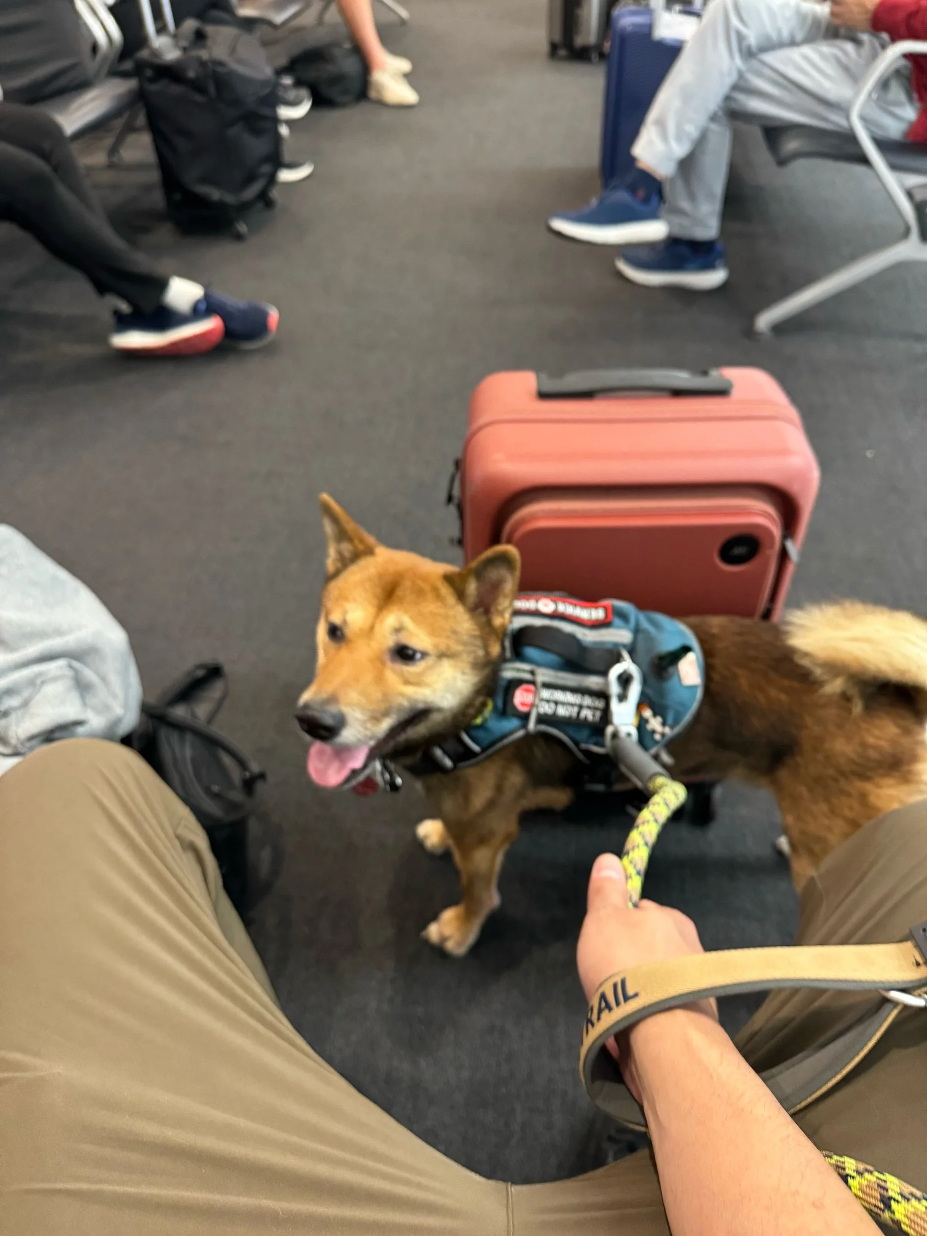 The best travel buddy, my lil Kohaku. ❤️