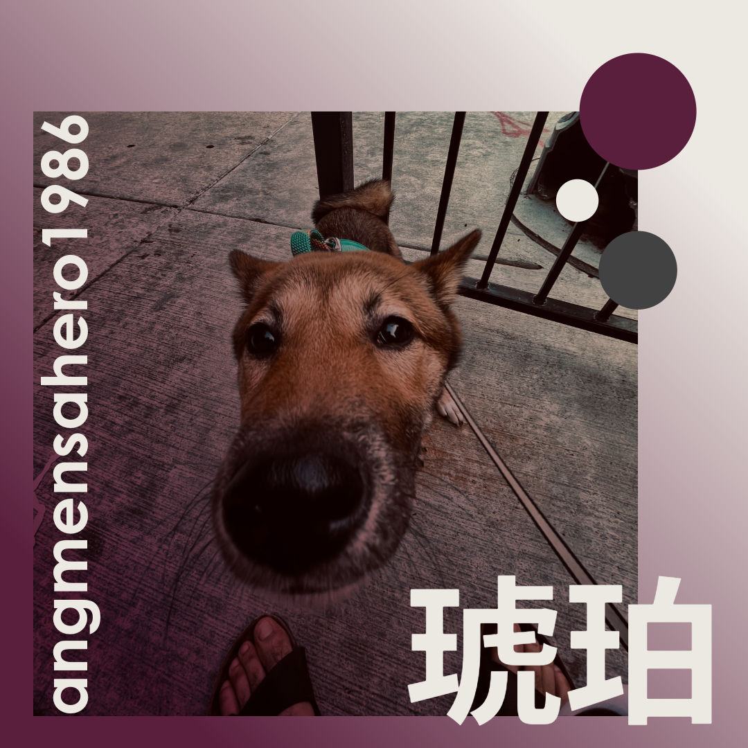 Kohaku (琥珀), Jonathan's Shiba Inu