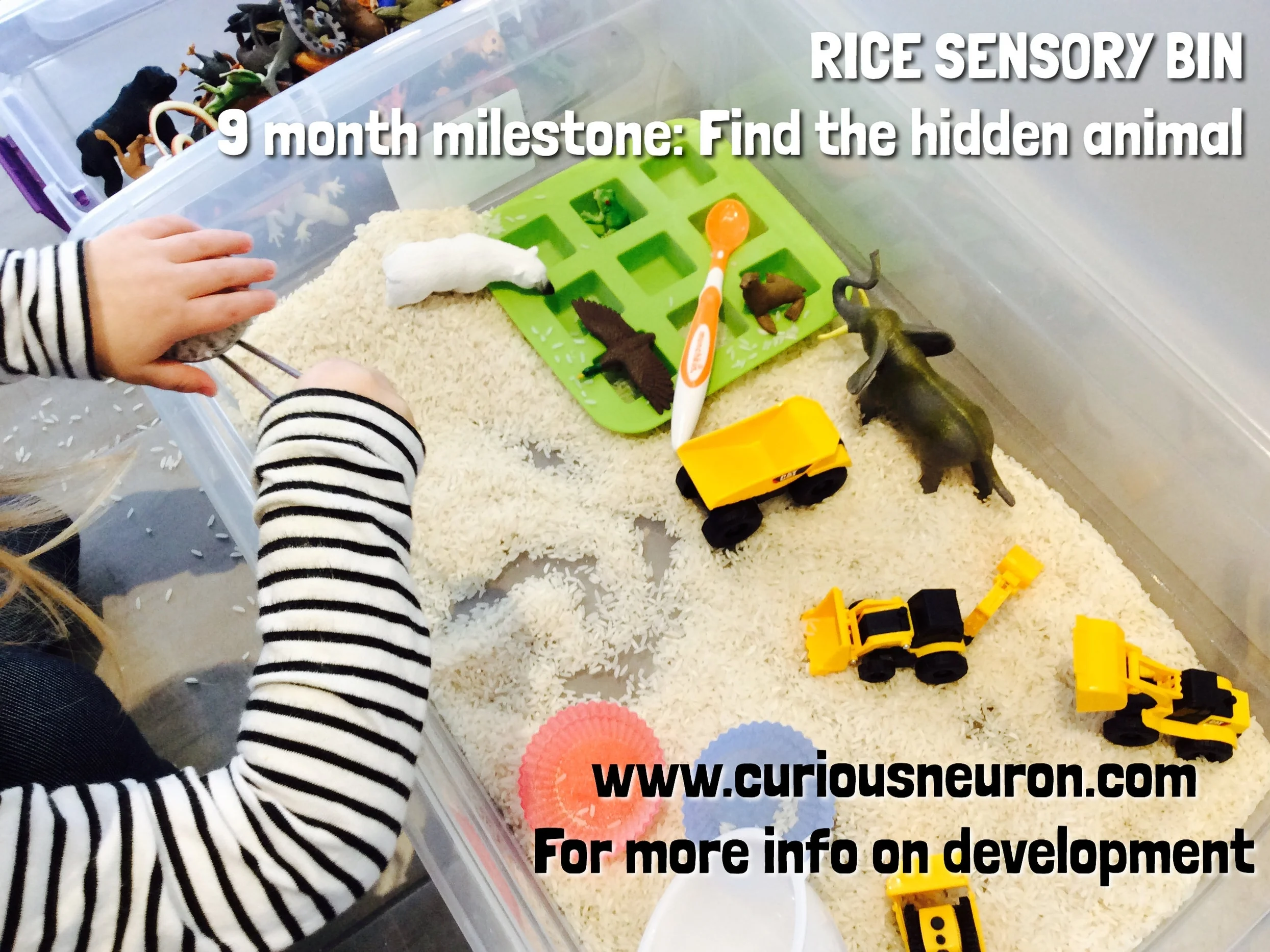 Hide small objects or animal figurines in a sensory bin or rice or dried oatmeal. Use this activity to teach older babies or young toddlers words associated with objects or animals. 9 month cognitive milestone : Finding hidden objects Working memory: Hiding games are also a great challenge for working memory .