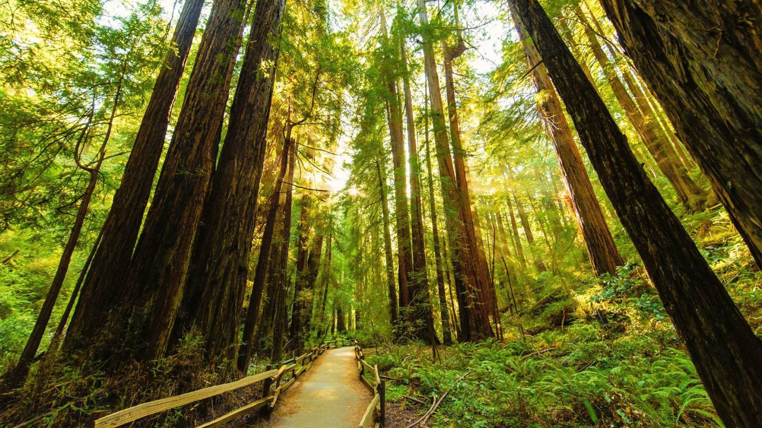 A Summer in Muir Woods