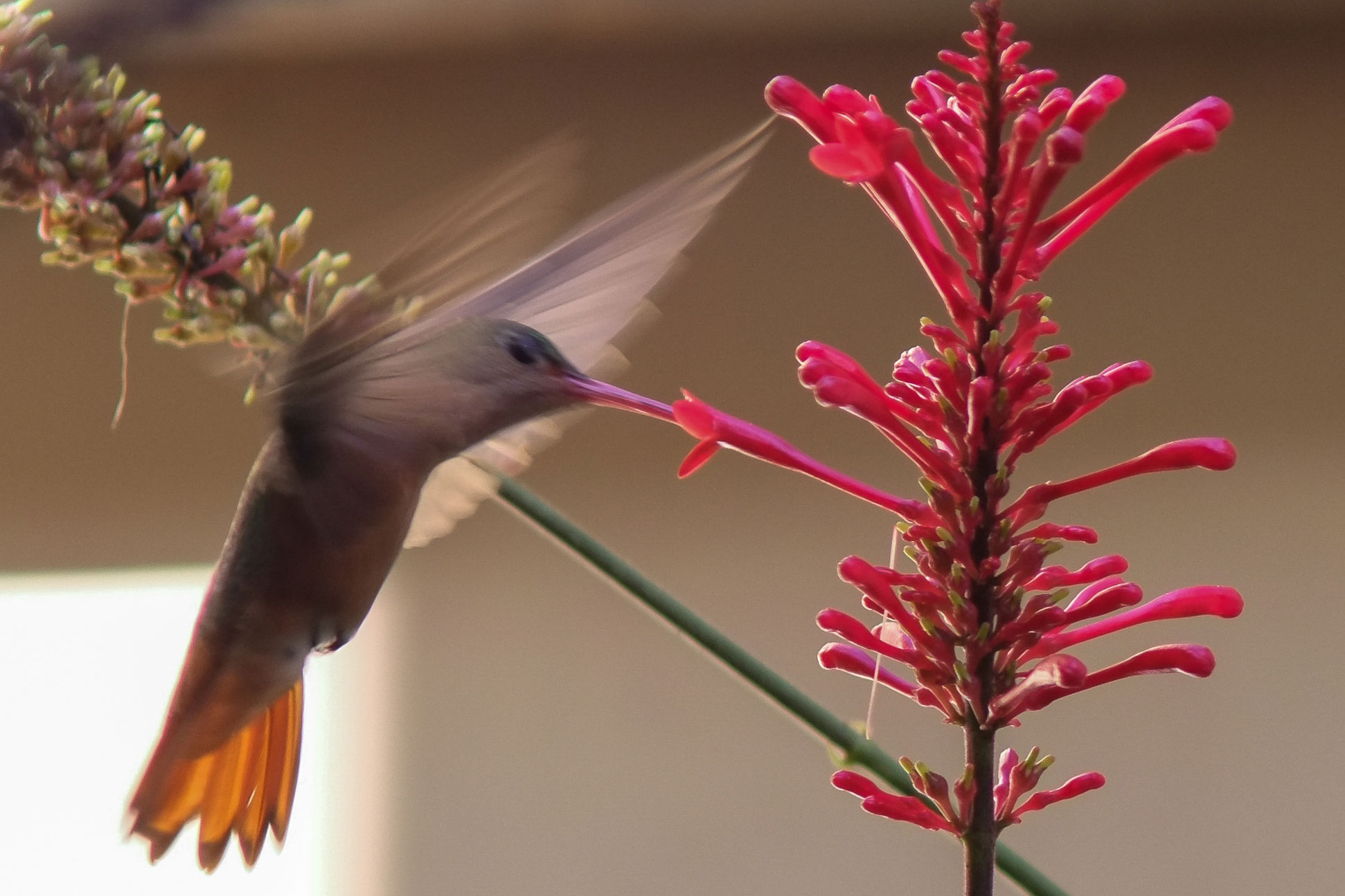 Advice For Peace Corps Hopefuls And The Creation Of A Hotel