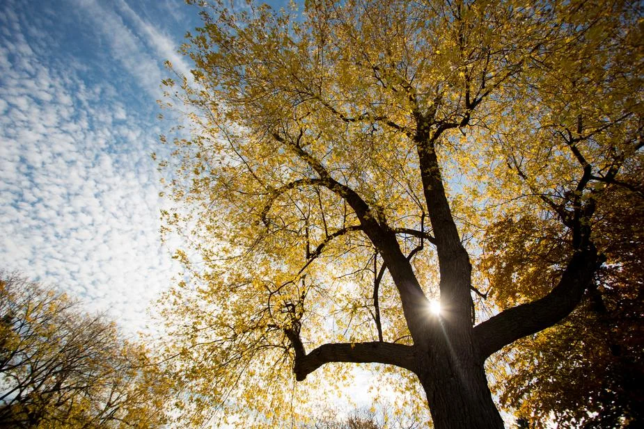 gold-light-through-tree_925x.jpg
