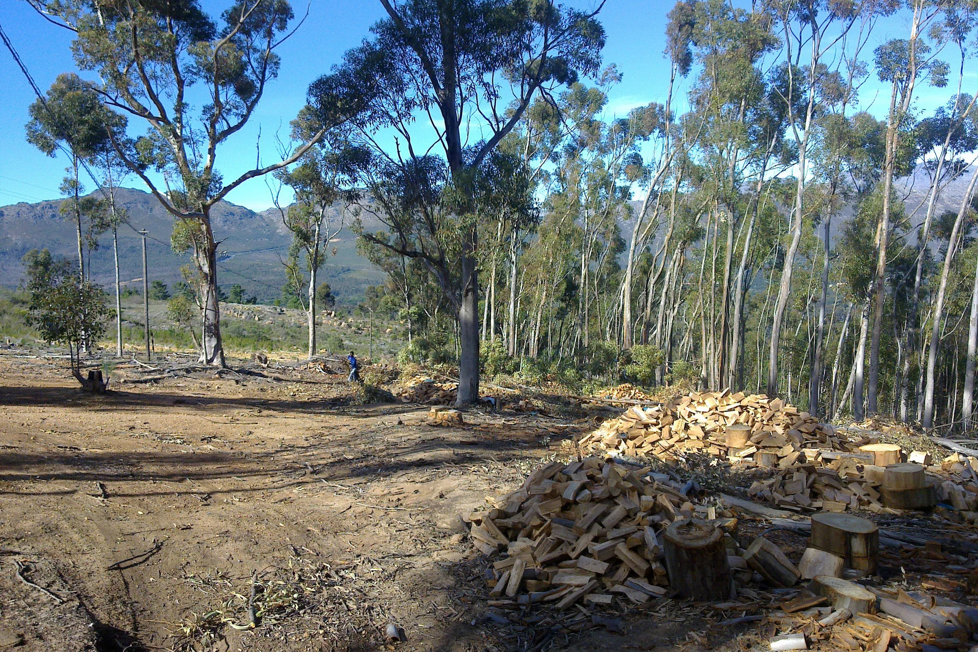 Clearing the alien Blue Gums to make way for a conservation corridor