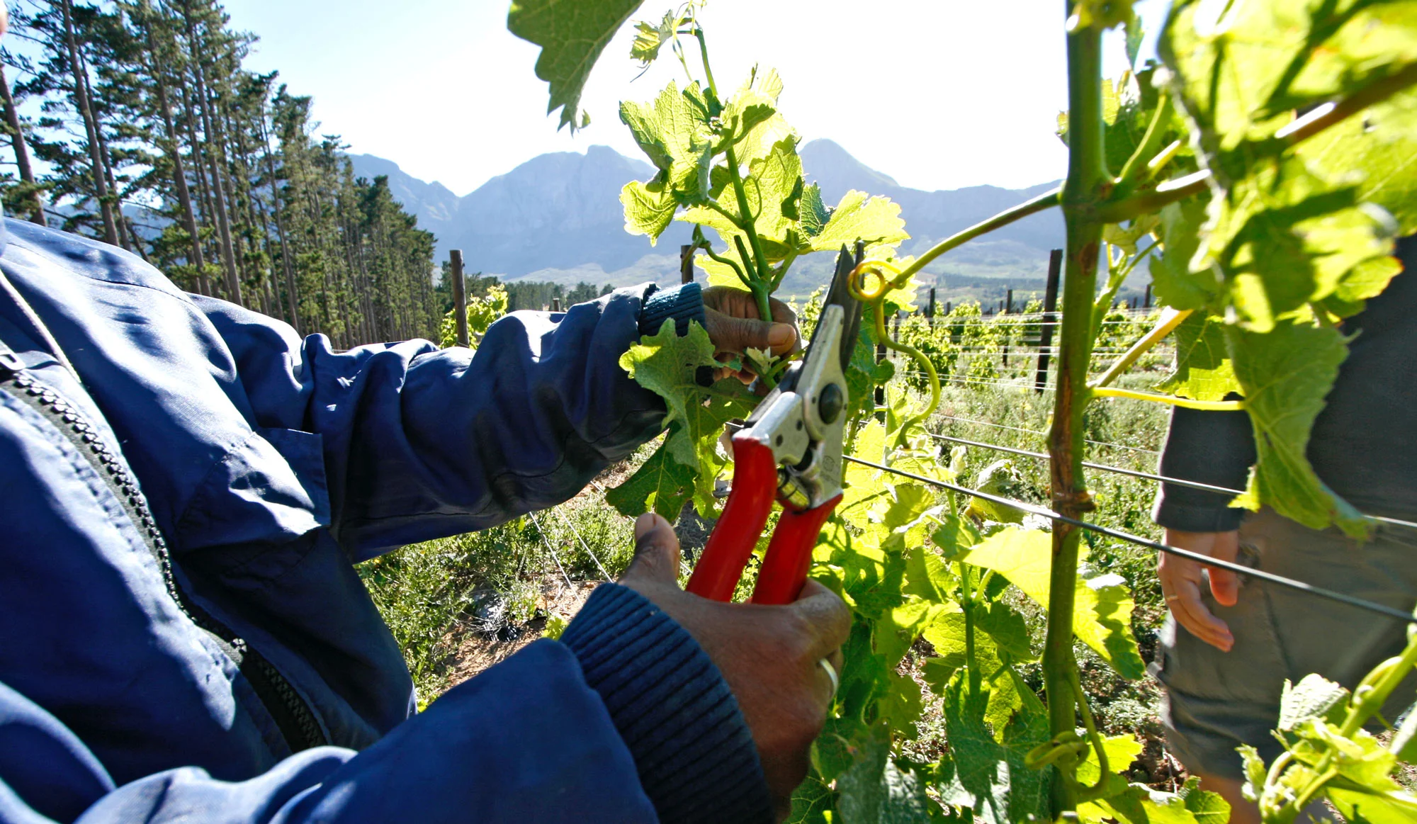 Skaap-Wines-Vineyard.jpg