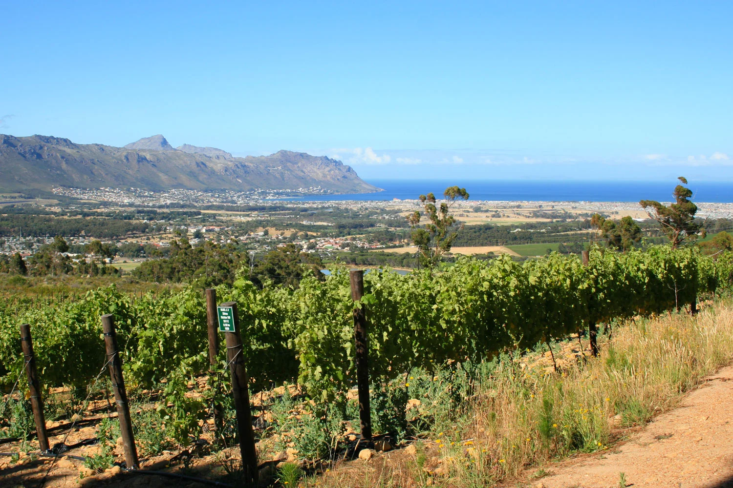 Block 3 – The Shiraz vines (230m-250m) overlooking False Bay