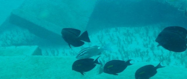 Reef Fish Utilizing a Manmade Reef