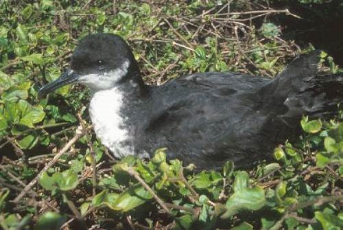 Nesting Newell's Shearwater
