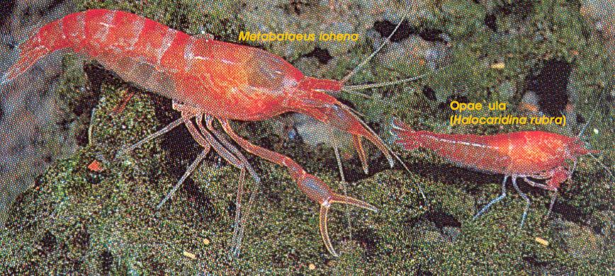 Metabetaeus lohena & Halocaridina rubra