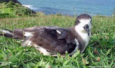 Hawaiian Petrel