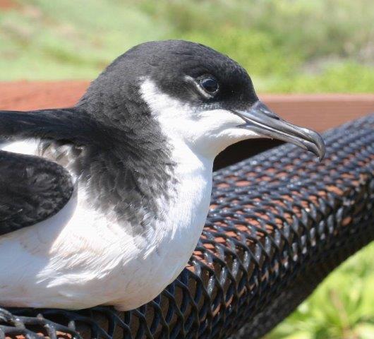 Newell's Shearwater