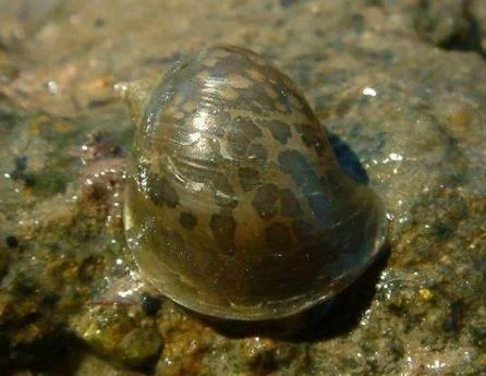 Newcomb's Snail