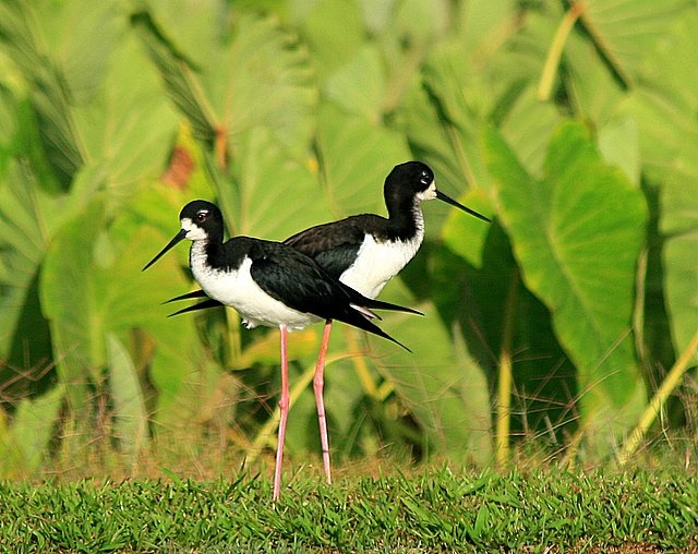 Hawaiian Stilts (A‘eo)