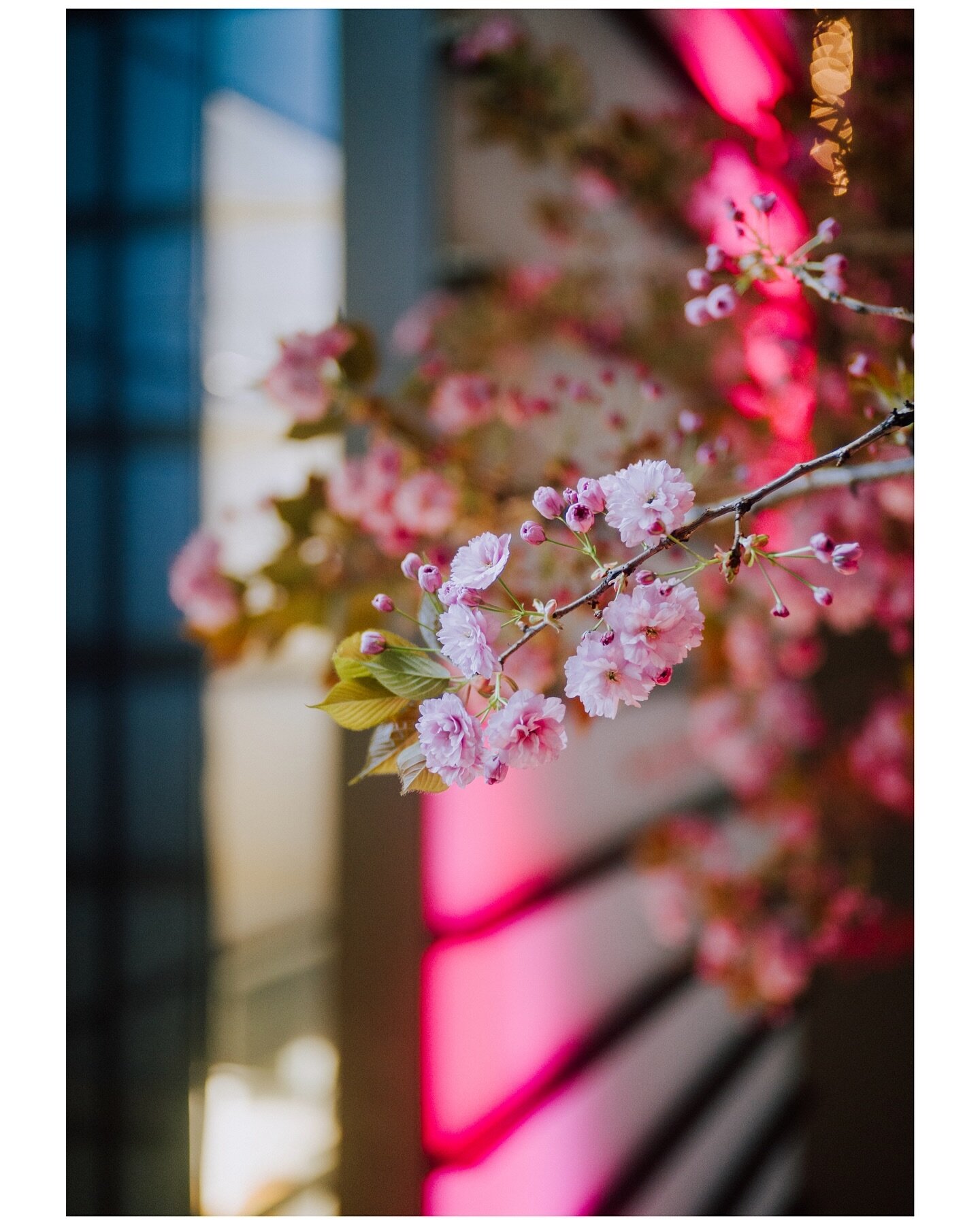 hello and goodbye spring..
-
-
Davie Street, Vancouver BC (2024)