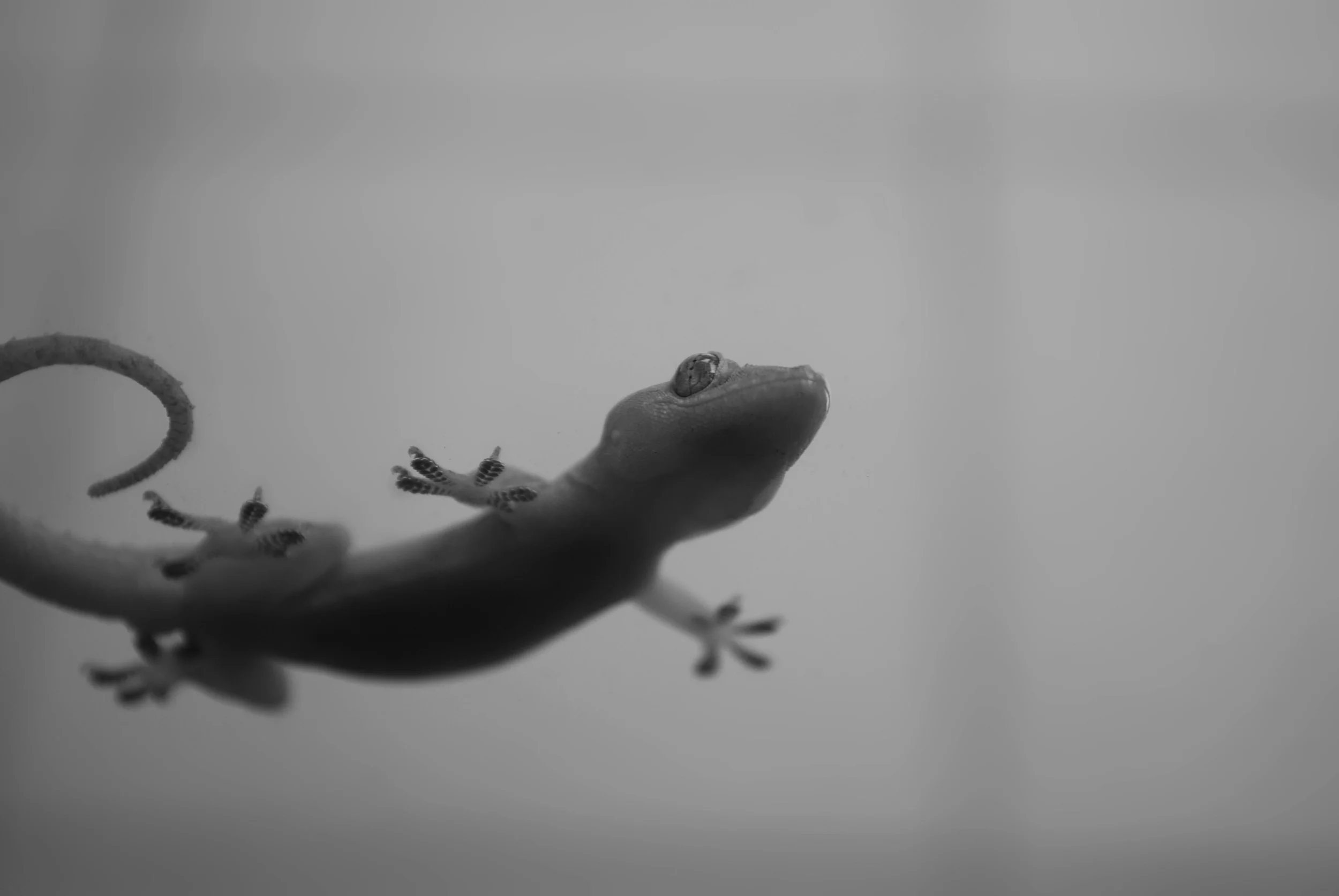 misca11.jpg