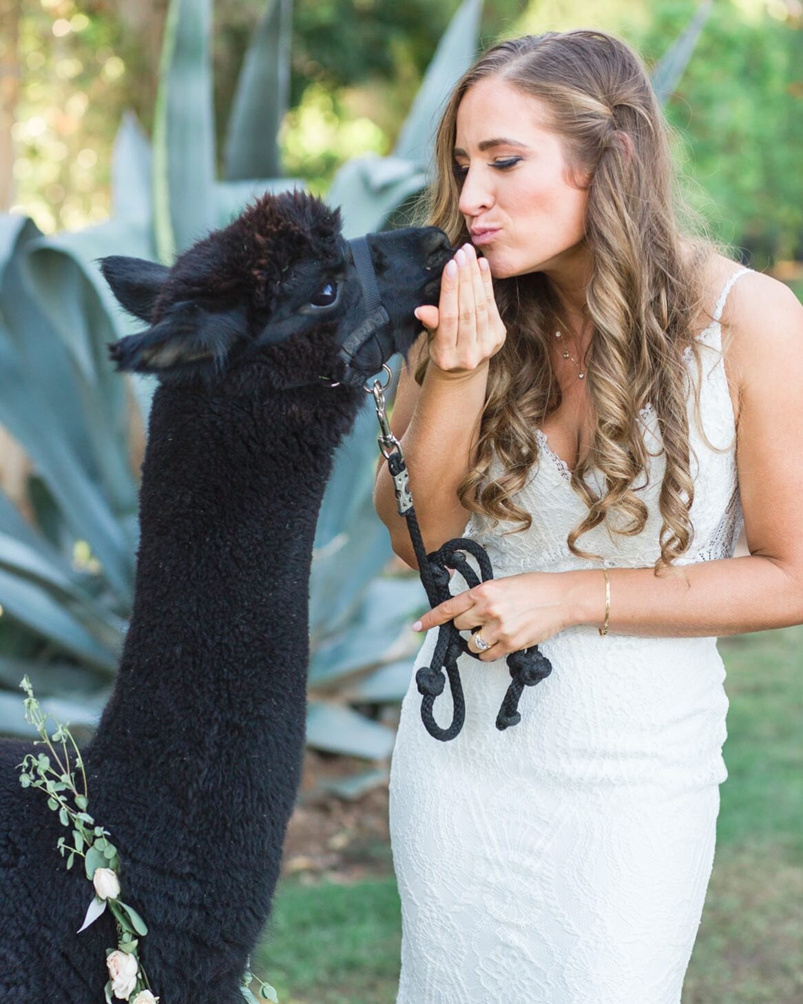 The very best wedding guest&hellip; 🦙😍🦙😍