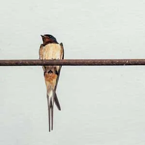 SummerCorner_Birds_thumb.jpg
