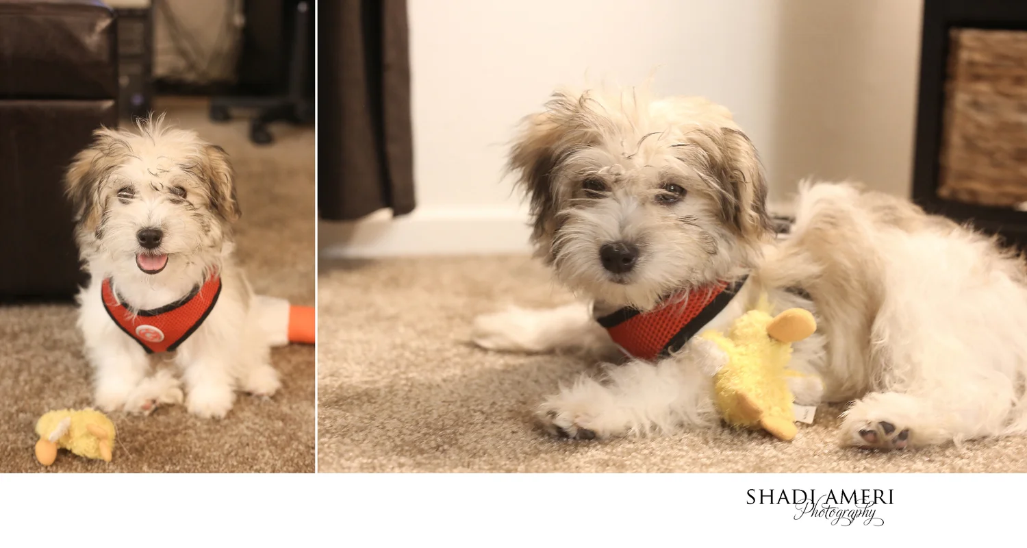 My Little Snoopy - San Diego Pet Photogrpahy