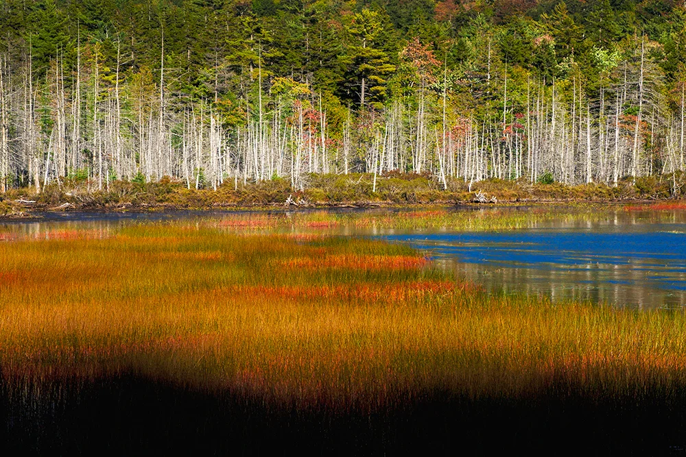 Acadian Autumn