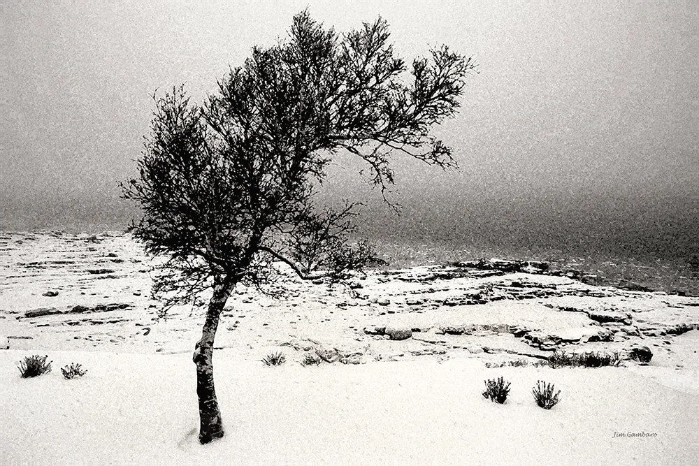 Evening Snowstorm In Sepia