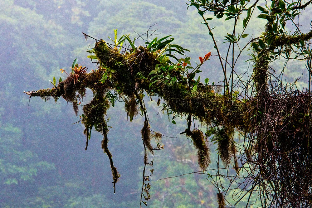 Air Garden
